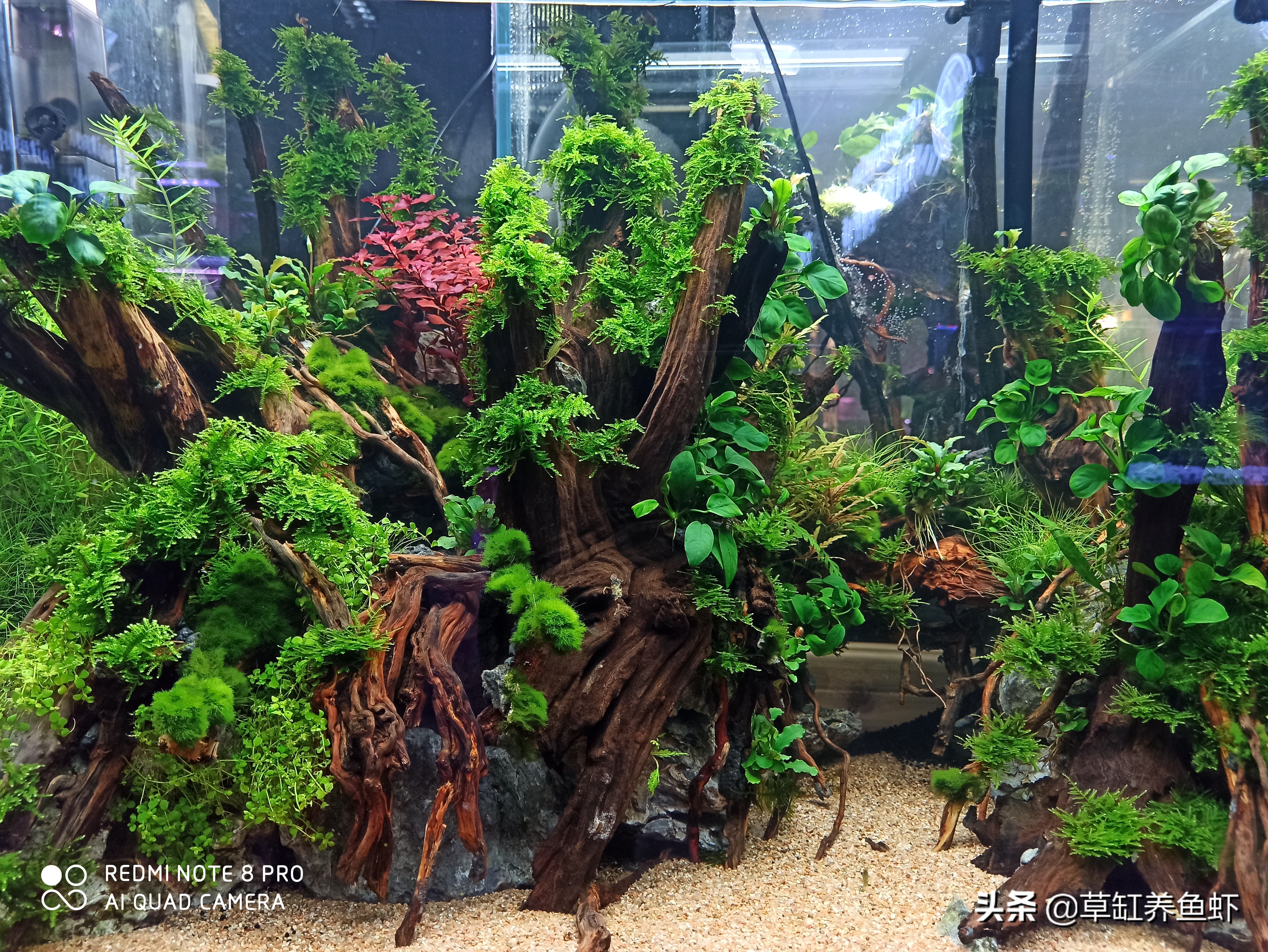 草缸养鱼的方法和注意事项,草缸除了养鱼还可以养什么