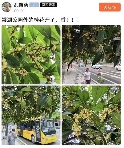 双流，我被你香醒了