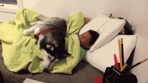 狗狗太粘人怎么办一直叫,狗狗太粘人了怎么办