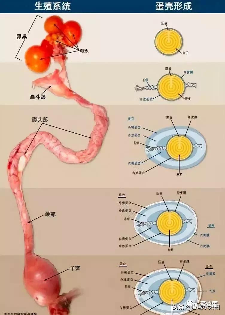 蛋壳是如何形成的？破蛋、软蛋多是咋回事？