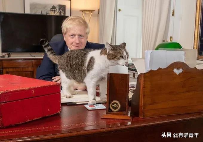 英国第一御猫,英国第一猫拉里视频