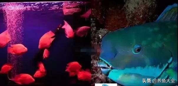 新缸养鱼多久可以建立硝化系统,不养鱼之前如何建立硝化系统