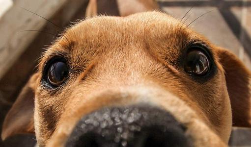 四个小妙招，清理狗狗眼部问题