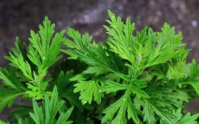 总投资20亿元！“中国•艾城东方艾谷”产业基地项目正式落户