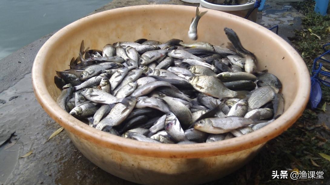 野钓鲫鱼怎么抛竿抛得准,钓了十几年的鱼还是第一次钓鱼