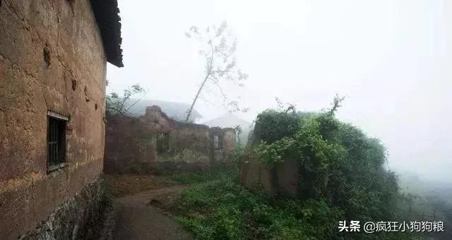 屠夫杀狗它们流泪，小狗叼走屠刀帮母亲，屠夫下跪发誓不再杀狗