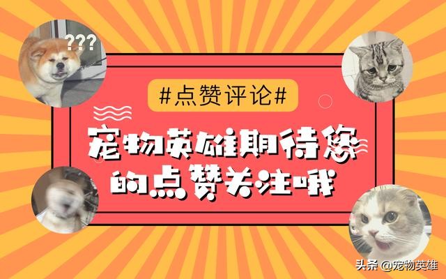 狗子被蜜蜂蛰成大肿脸原视频,狗子眼睛被蜜蜂蛰白了