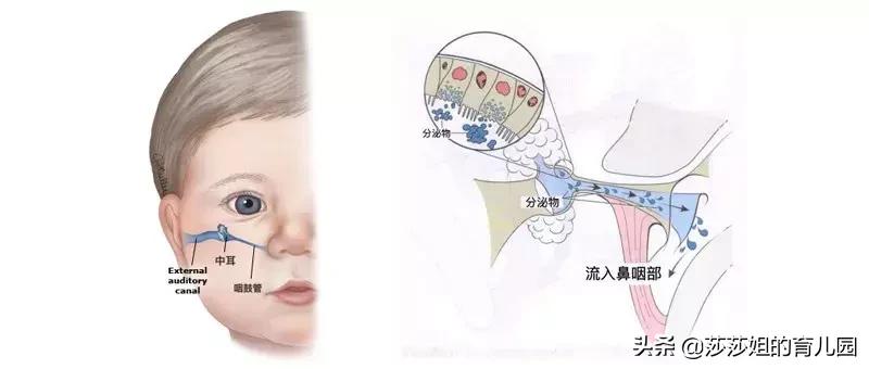 张嘴呼吸一定是腺样体肥大吗,张口呼吸一定会腺样体面容吗