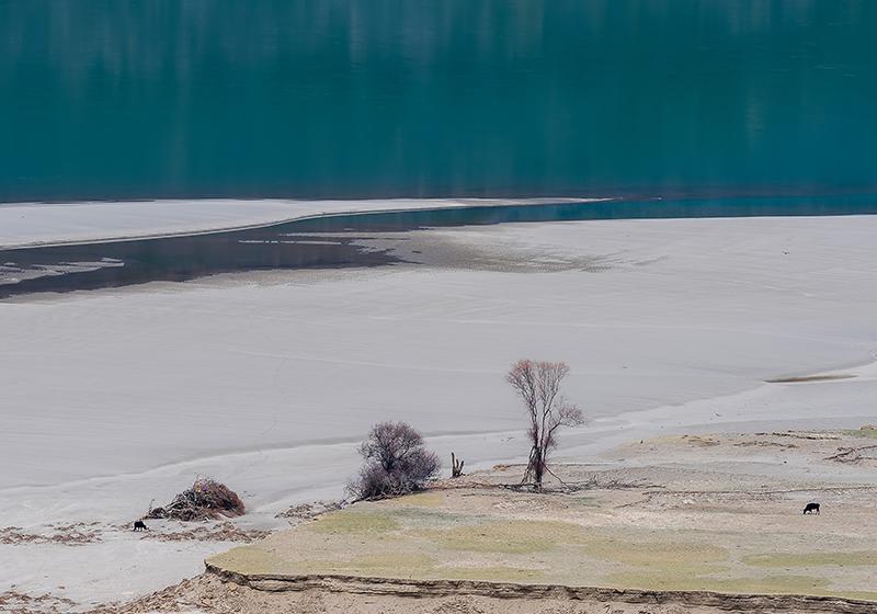 永远不凋零的玫瑰花,永不凋零的花