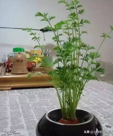 吃完的水果种子不要丢,吃完水果果核别扔