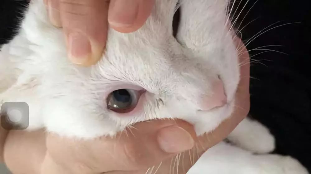 铲屎官为什么要给猫做绝育手术,盘点铲屎官给猫咪花巨款打造猫窝