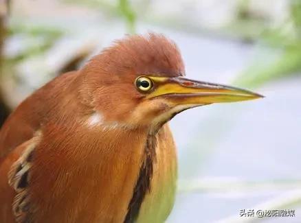 必需赞！鸟儿受伤不要怕，好心村民来帮助