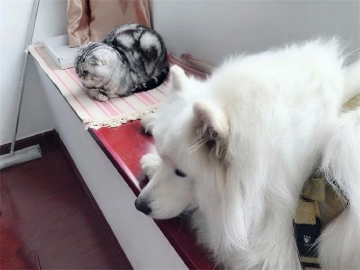 猫咪疫苗去宠物医院打靠谱吗,打疫苗辟谣