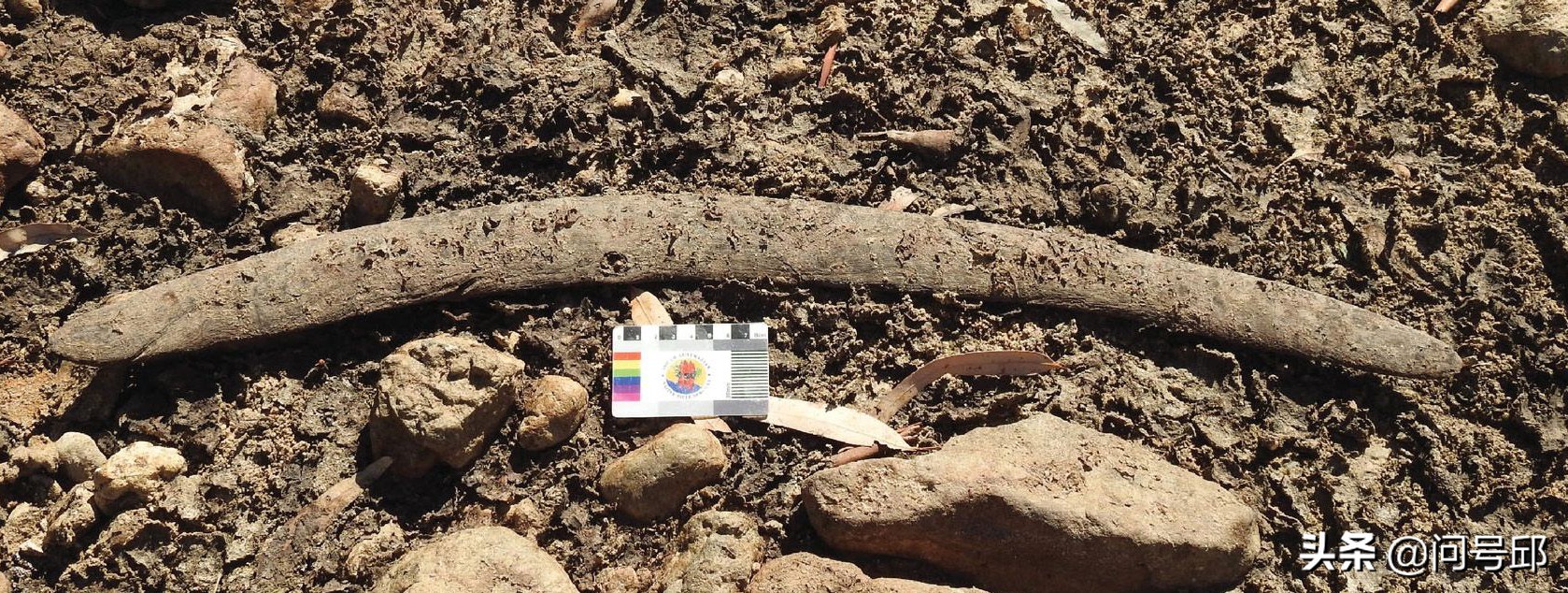 在南澳大利亚干涸的河床上,发现了5只不会返回的土著人的回力镖