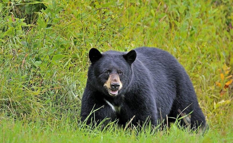 日本抓到的野人,日本野人被抓了吗