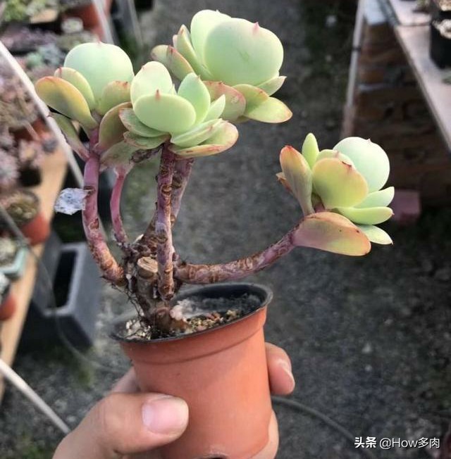 碧桃多肉老桩状态,碧桃多肉老桩怎么养出状态