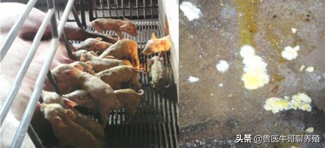 小猪拉肚子怎么办用什么方法好,小猪拉稀吃什么不拉稀
