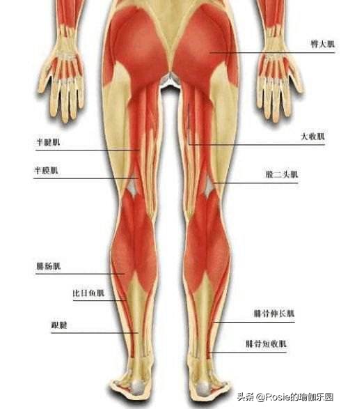 跑步可以减腿围吗,跑步减肥五天怎么小腿越来越粗