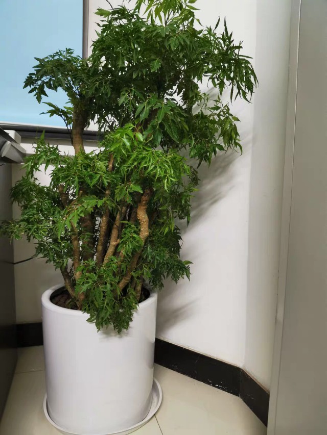 丽姐说花卉全部视频,福禄桐掉叶子发黄怎么补救