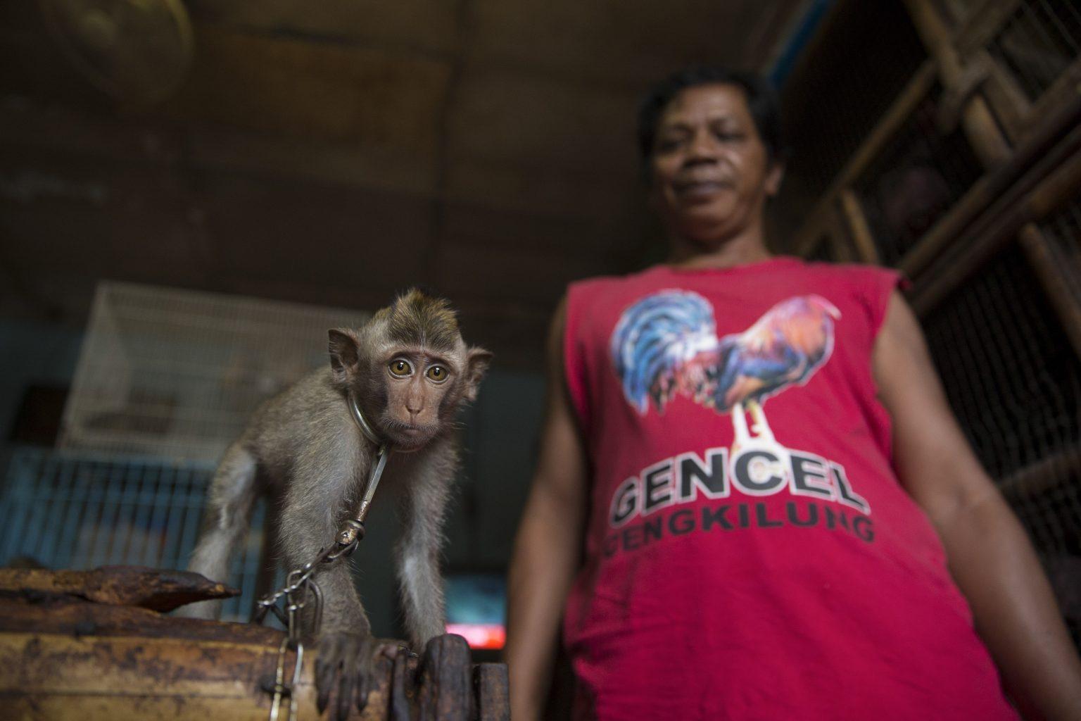 猴子500块一只,猴子50元一只