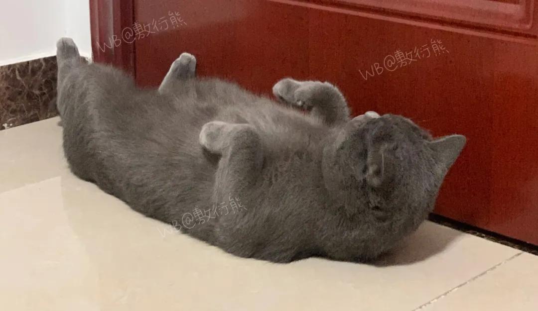 猫是只好猫,可被网友恶整后…哈哈哈没脸见人了