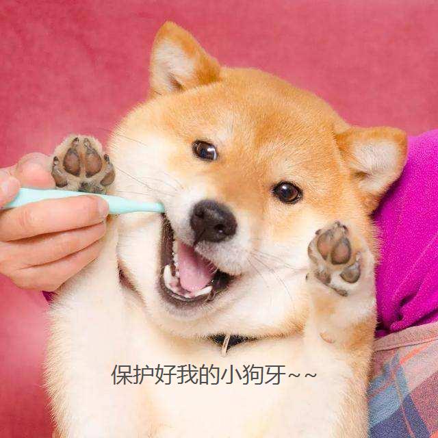 狗狗换牙期间怎么帮助清理牙齿,狗狗如何保护牙齿健康