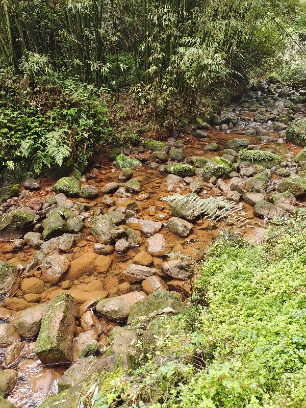 大型氧吧机,森林公园吸氧