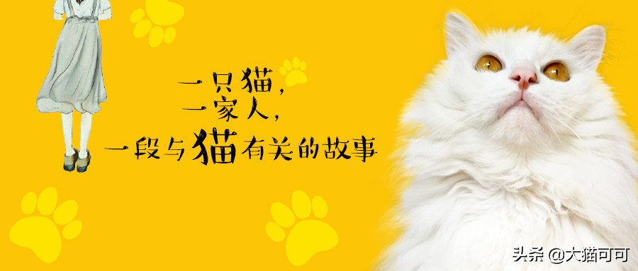 养猫如养娃系列,养猫如养老虎