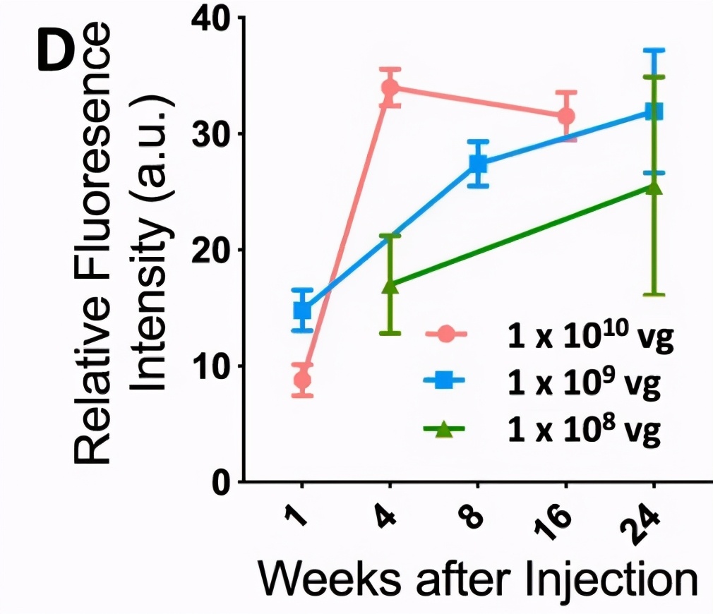 陆英明眼部疾病治疗,陆英明
