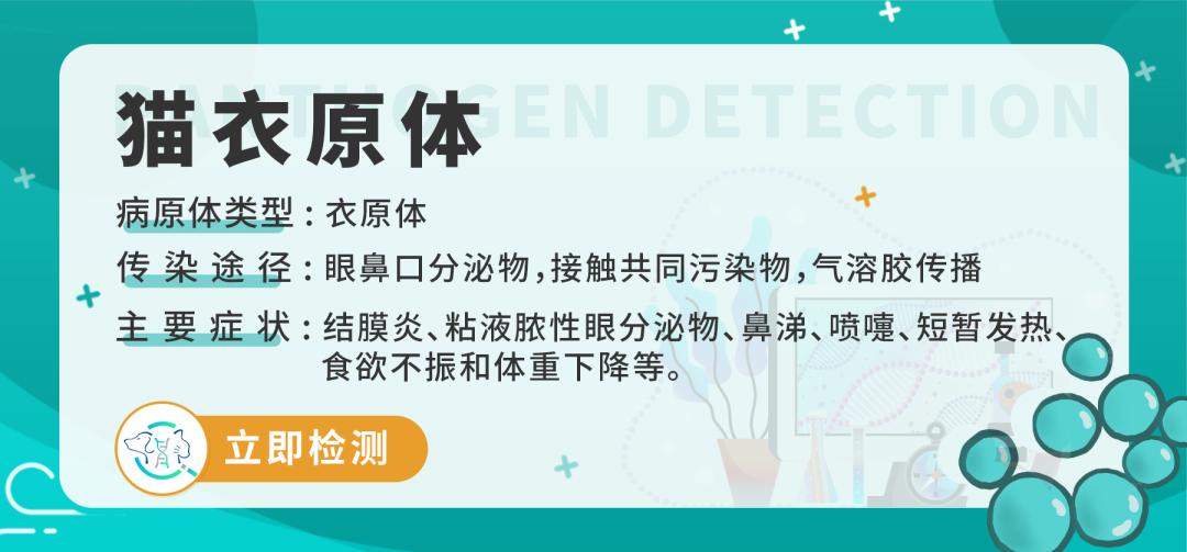 怀孕的母猫得猫瘟没流产,怀孕一个月的猫感染猫瘟会流产吗