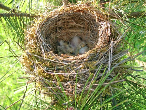 如何防止鸟窝下雨进窝出窝,鸟窝都是露天朝上遇到下雨怎么办