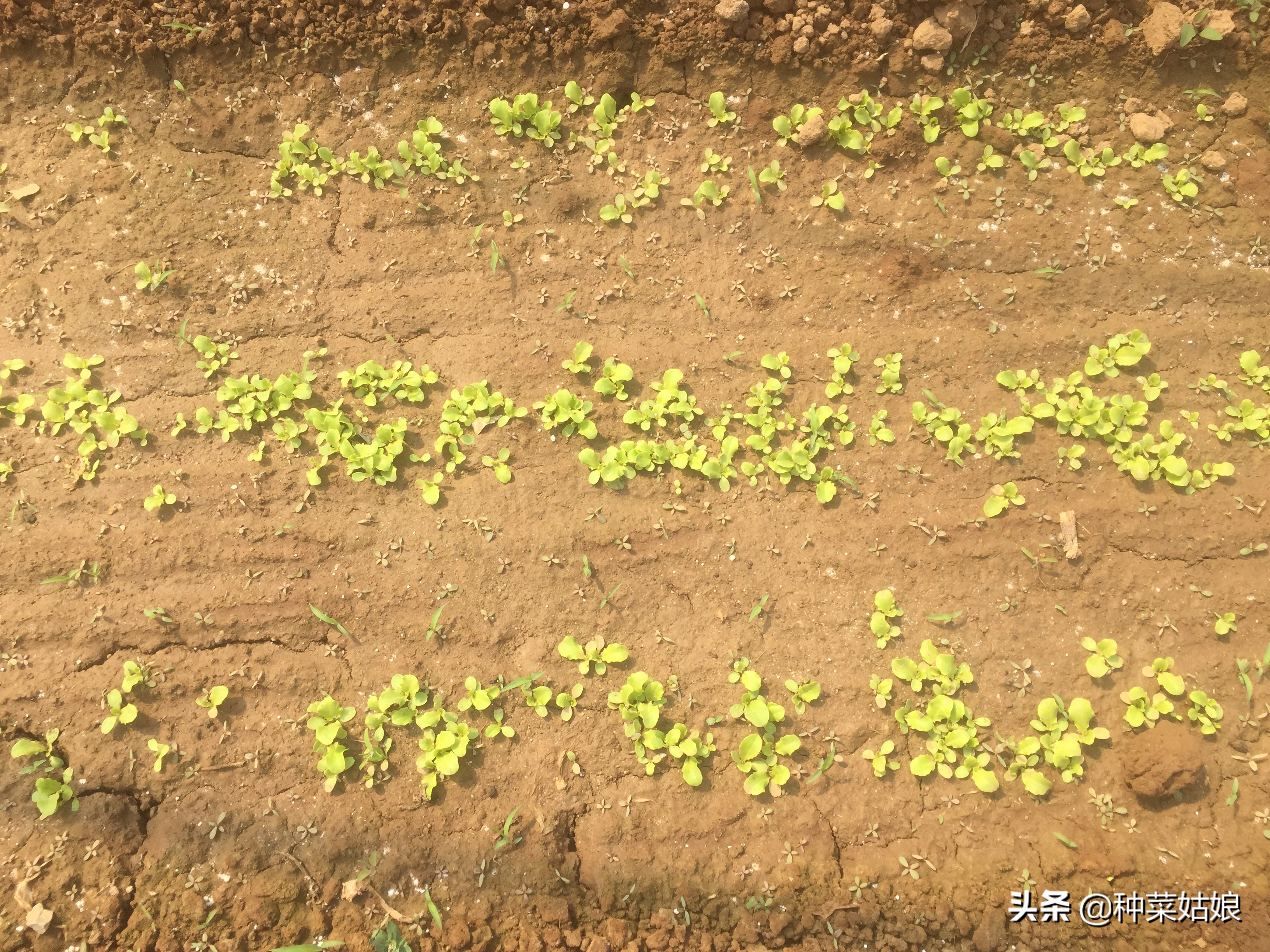 种菜出苗以后怎样管理,种菜出芽了怎么办