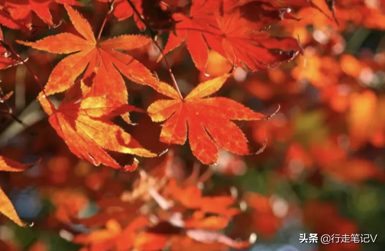 从化温泉野游,广州从化温泉别墅打卡之旅
