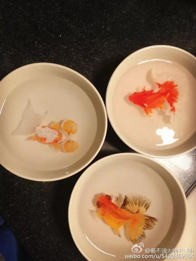 王昱珩不上班做到财富自由,最强大脑王昱珩清华毕业后不上班