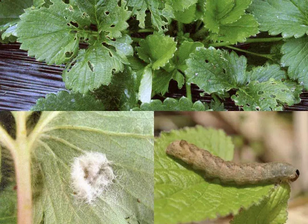 草莓虫害高清图,草莓虫害图谱及药剂选择