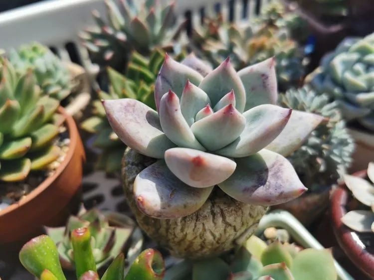 我和多肉,我与多肉