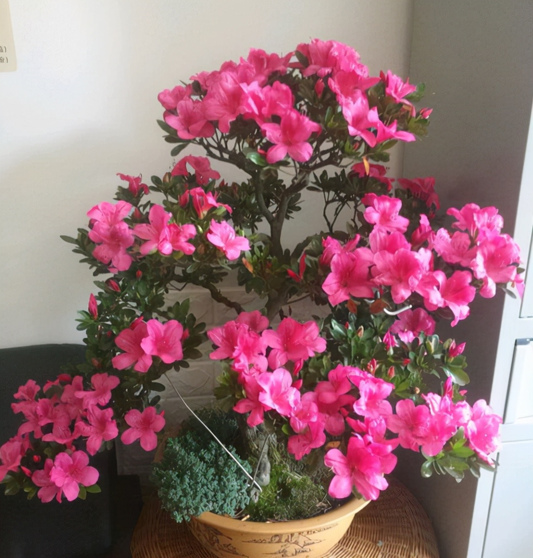 养花的正确方式我们怎么养,养花不必买肥料记住这4个方法