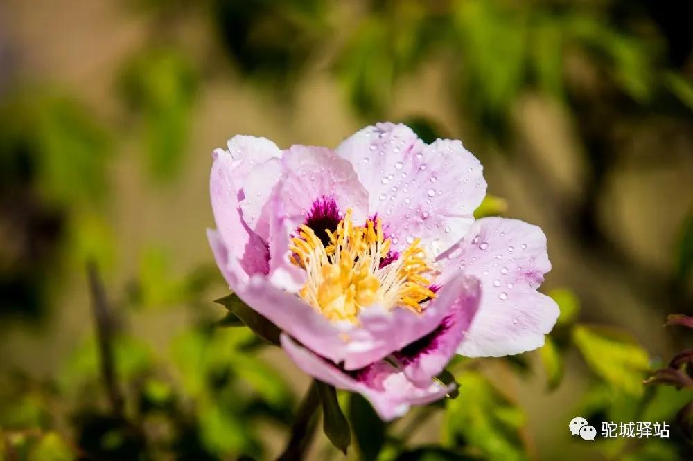 榆林牡丹园,榆林千年牡丹园