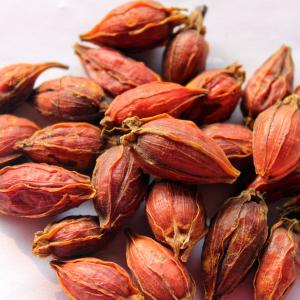 栀子中清热泻火的主要成分,中医栀子功效与主治