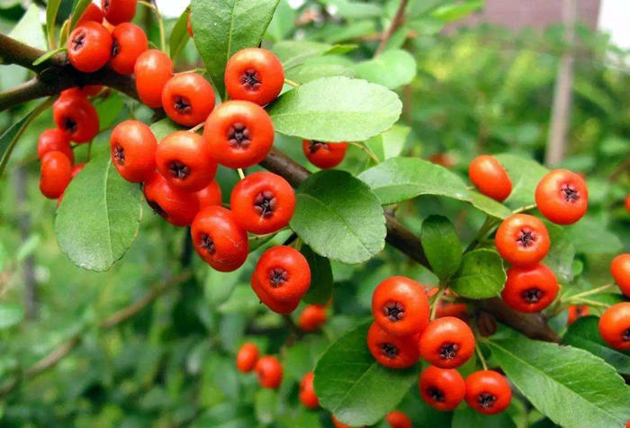 火棘挂果怎么养护,火棘盆栽夏季怎么养护和管理