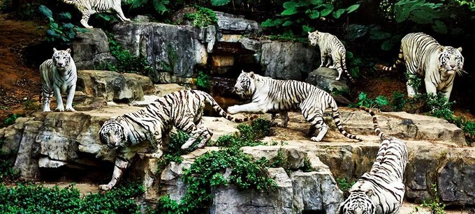 广州长隆野生动物世界的奇幻之旅,番禺长隆野生动物园1天旅游攻略