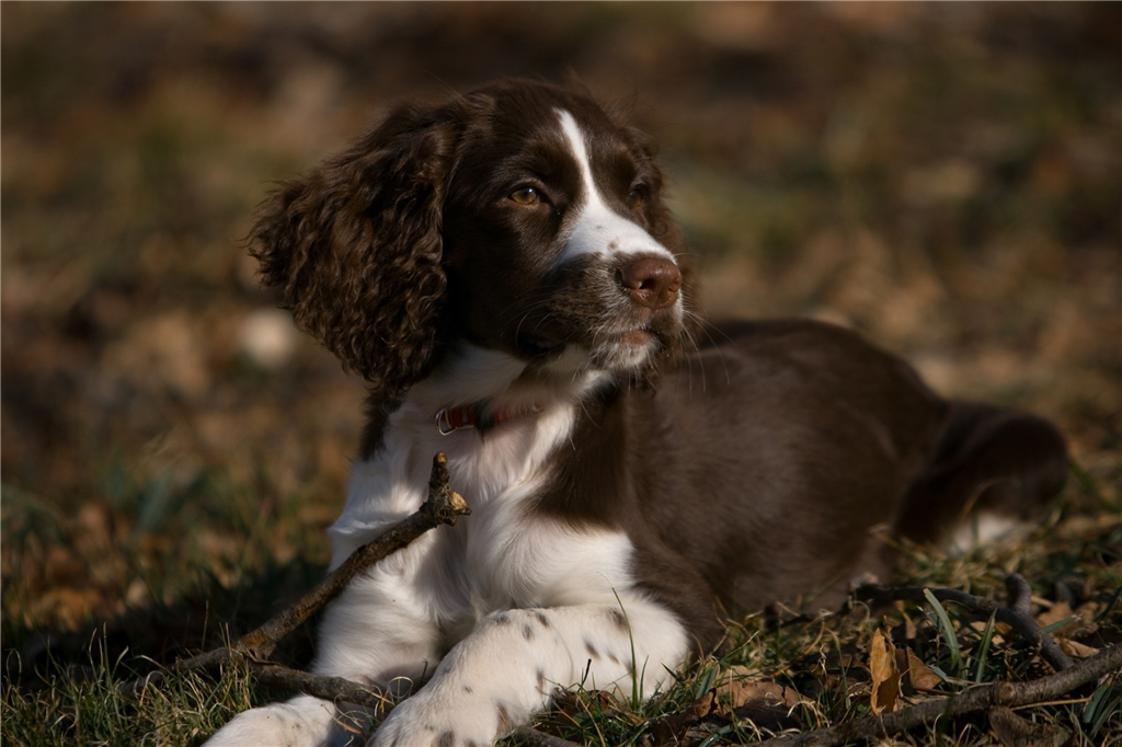 狗狗吃太咸了怎么解决,狗狗老是掉毛是不是有疥螨