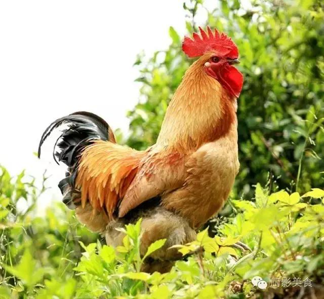 全世界的鸡都在这了，有你认识的吗？