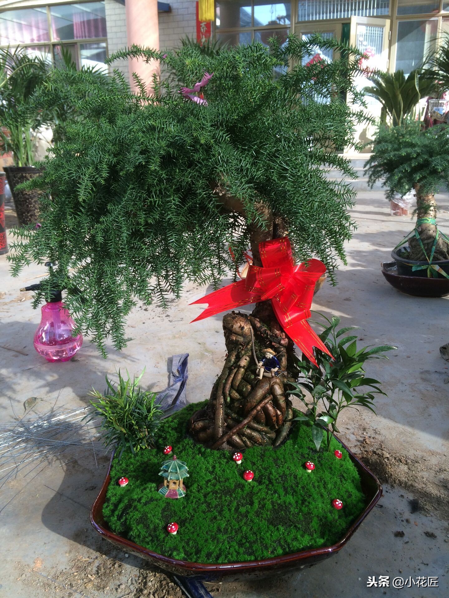 植物根如何处理,植物怎么防止烂根