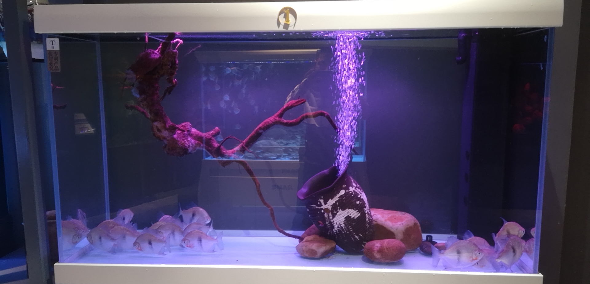 鱼缸绿水就是一个再简单不过的事情，为什么还有人解决不了？