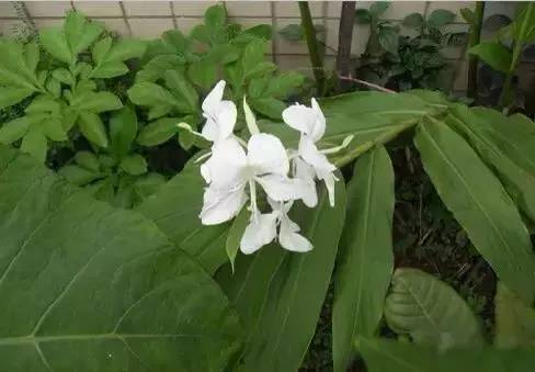 各国国花展示视频,各国国旗国徽国花