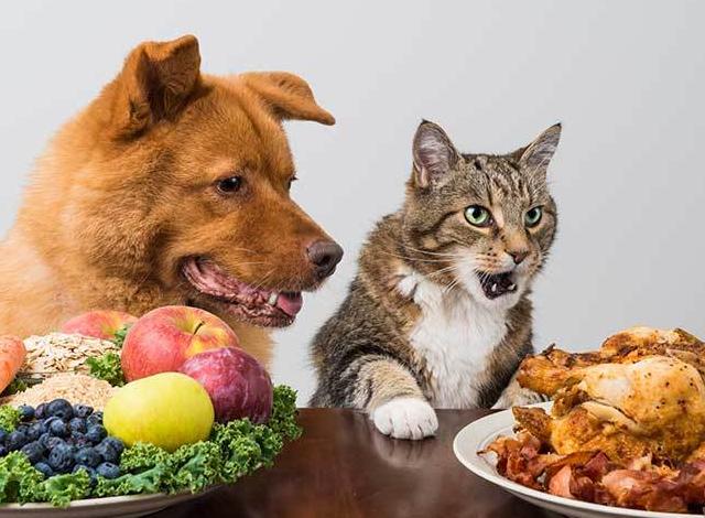 宠物狗吃肉对身体有害吗,吃肉对动物有什么影响