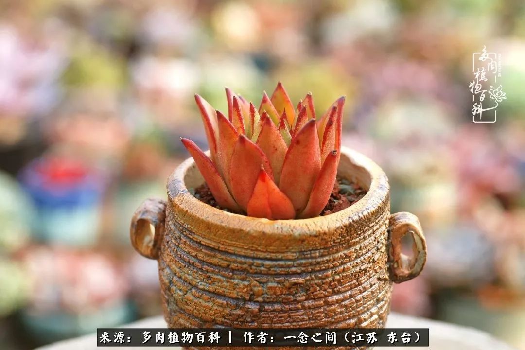 对多肉植物的爱心寄语,赏兰花感言