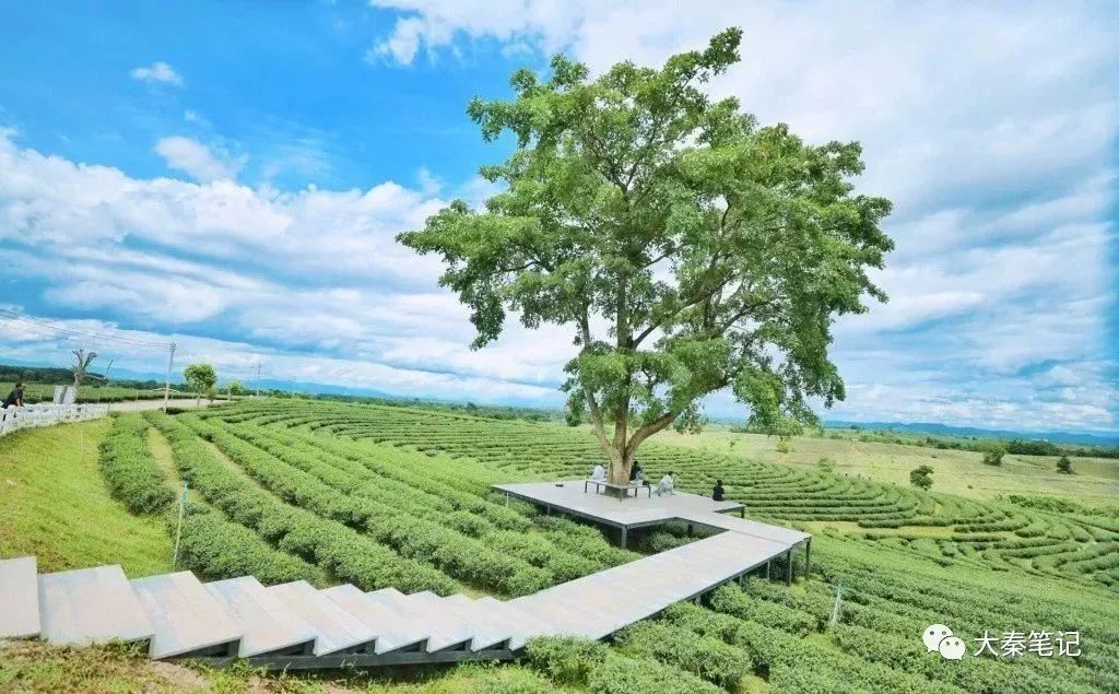 茶旅之路,茶旅最佳治愈方案