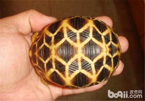 印度星陆龟能养吗,印度星陆龟如何养